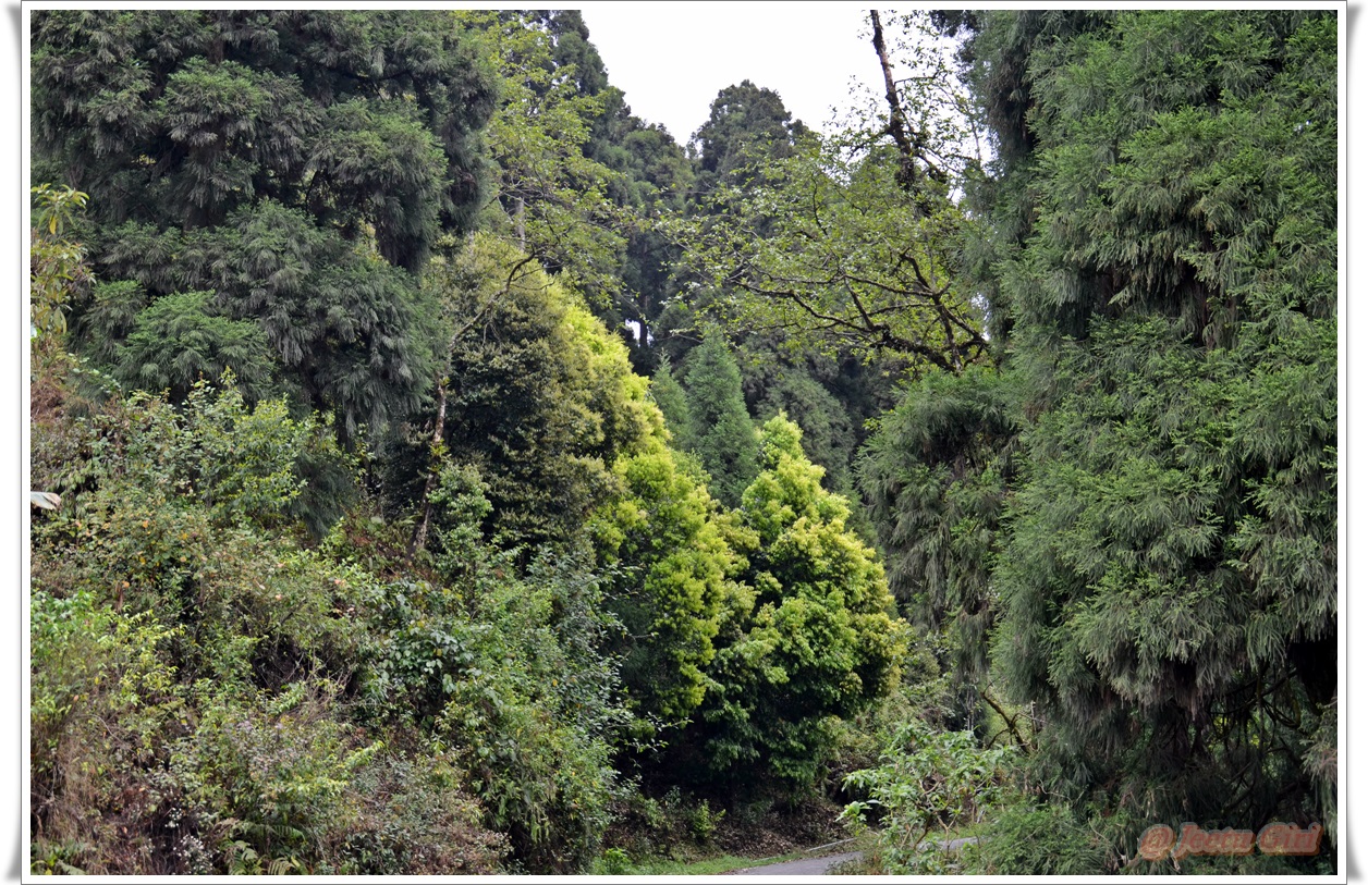 Lush green forest