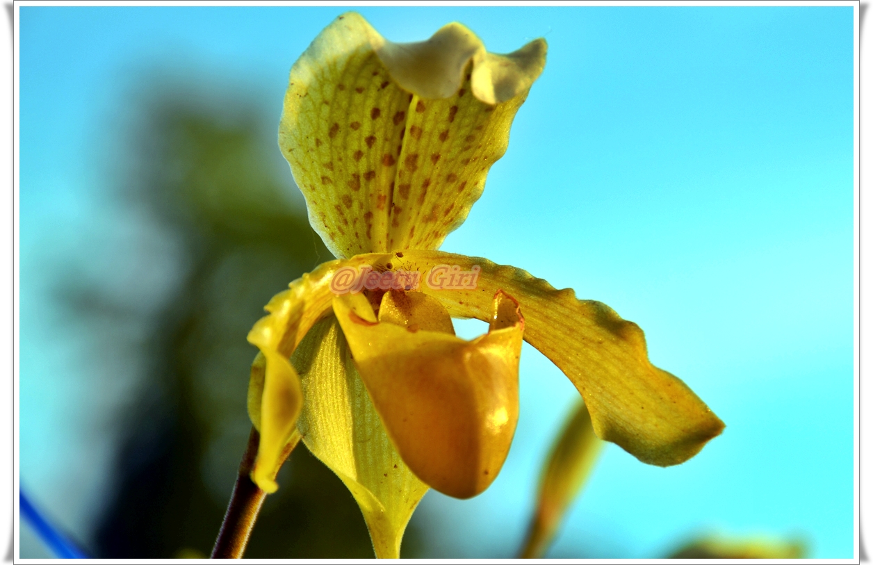 orchids