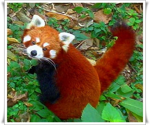 Red Panda