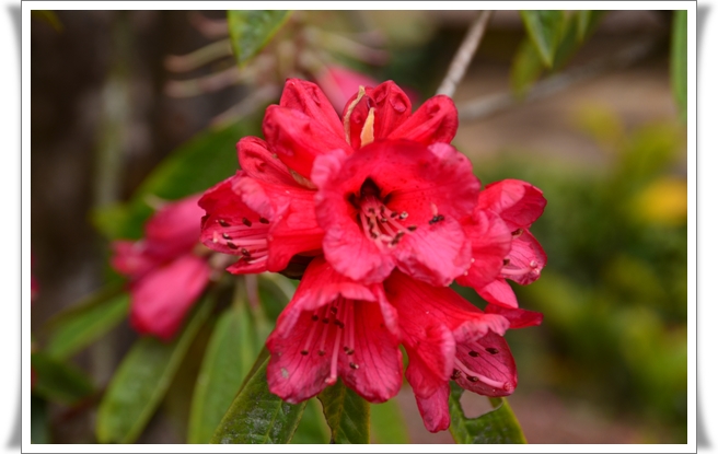 Rhododendron