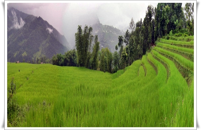 terrace farming